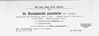 Mycosphaerella ribis image